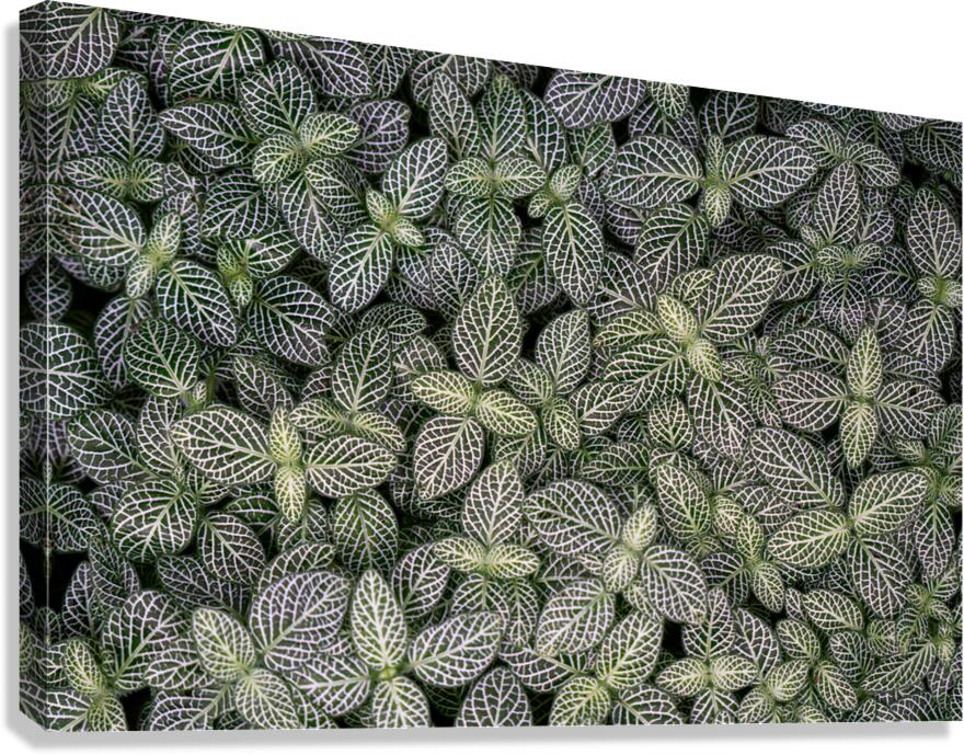 Nerve Plant  Canvas Print