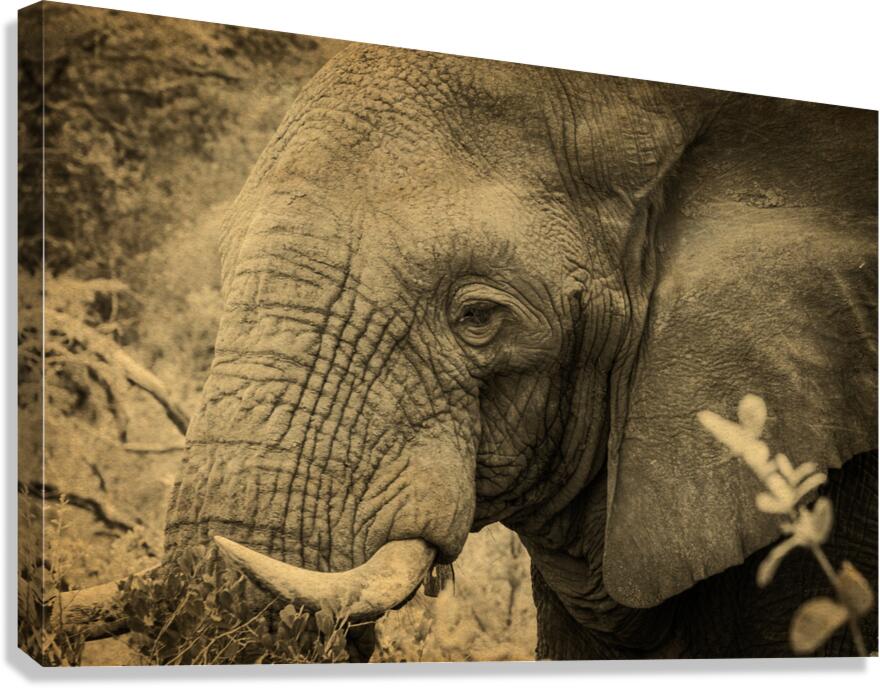 African Bush Elephant  Canvas Print