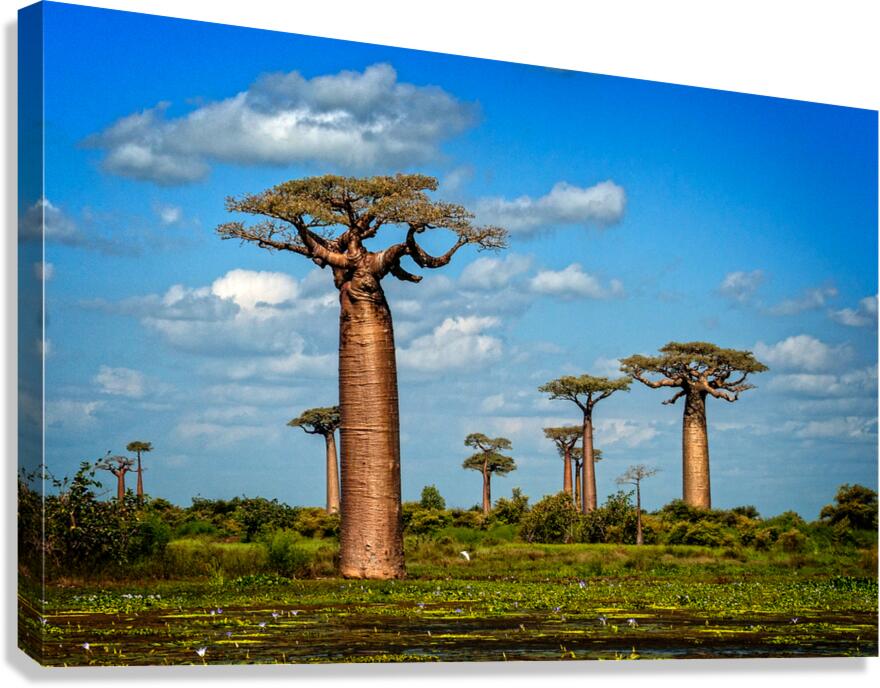 Baobab Trees  Impression sur toile