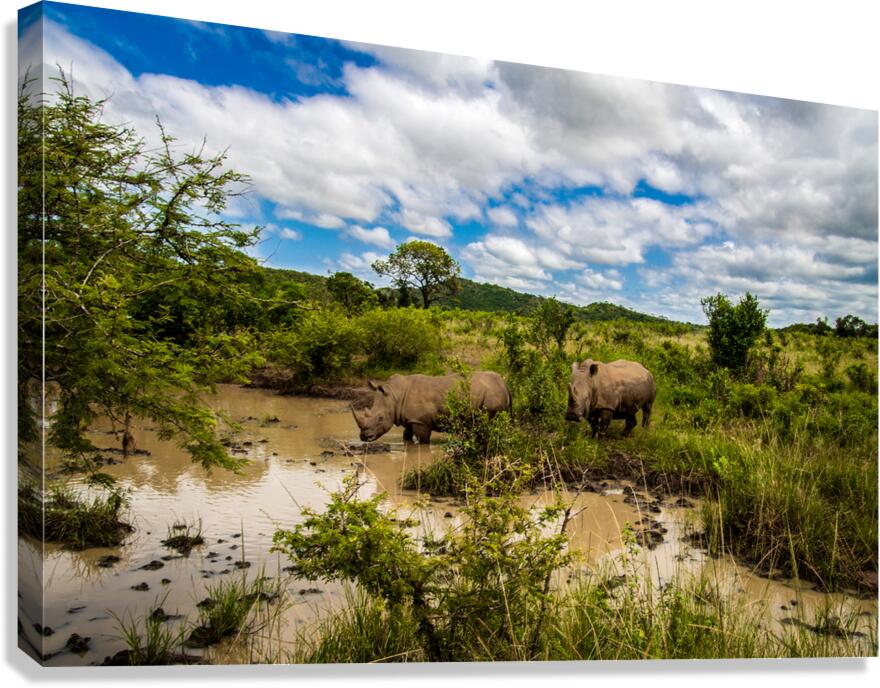 Rhinos at the Hluhluwe–Imfolozi Park  Impression sur toile