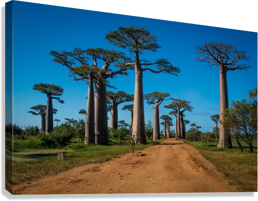 Avenue of the Baobabs  Canvas Print