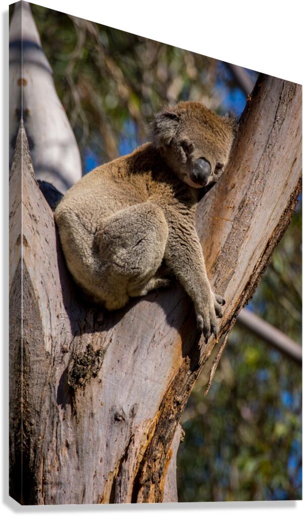 Koala  Impression sur toile