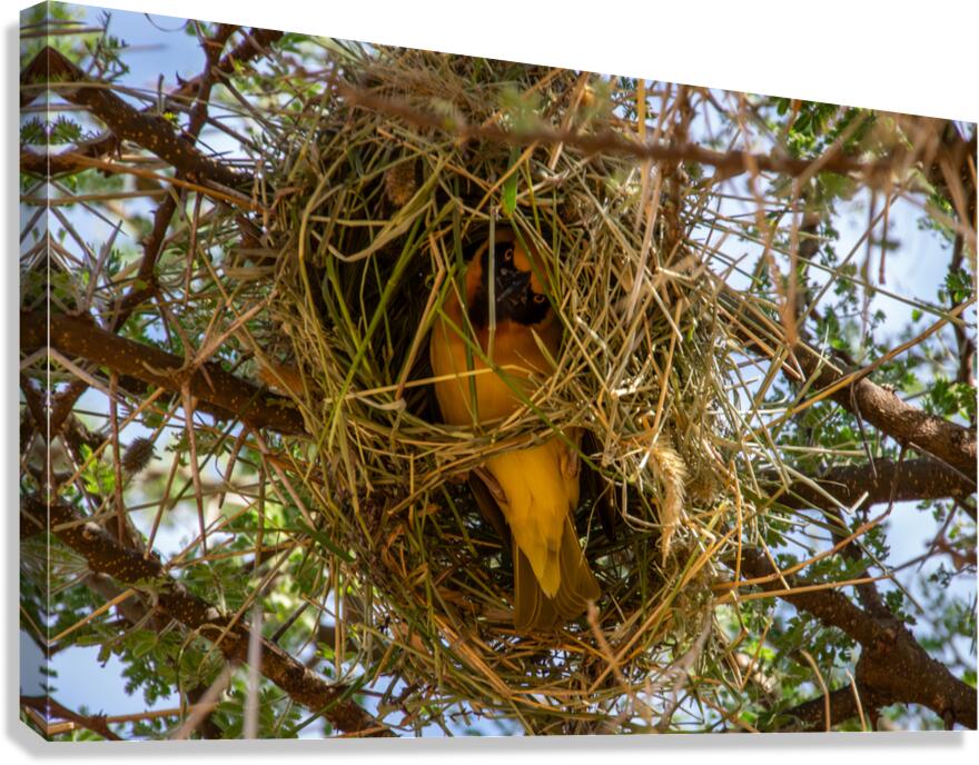 Southern Masked Weaver  Canvas Print