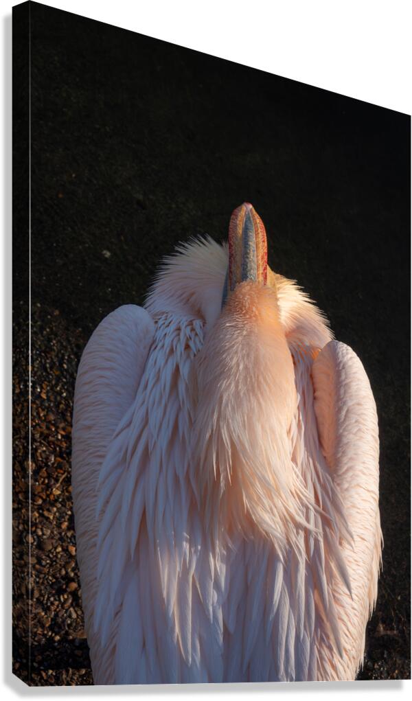 Great White Pelican  Impression sur toile