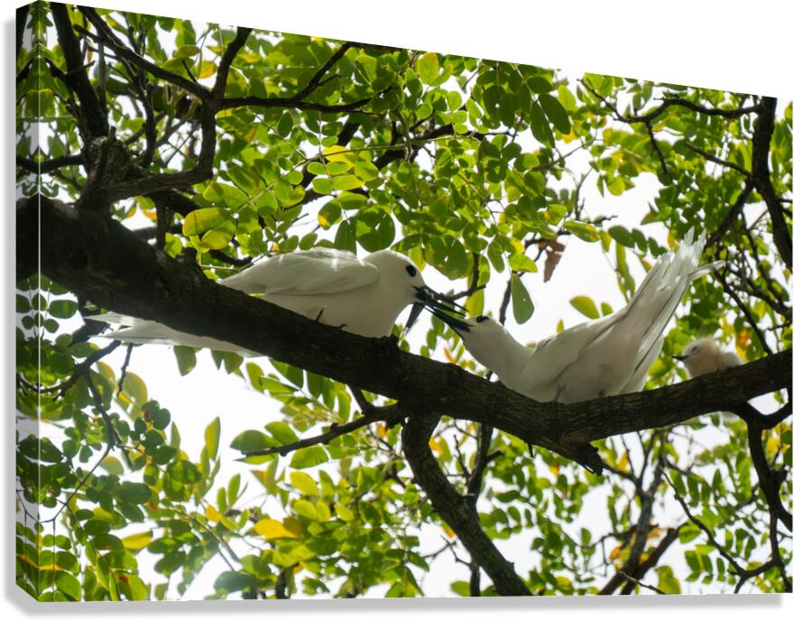 White Terns  Impression sur toile