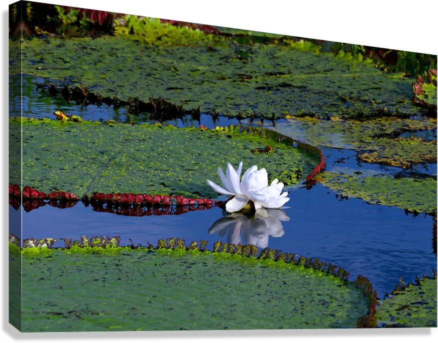 Amazon Water Lilly  Impression sur toile