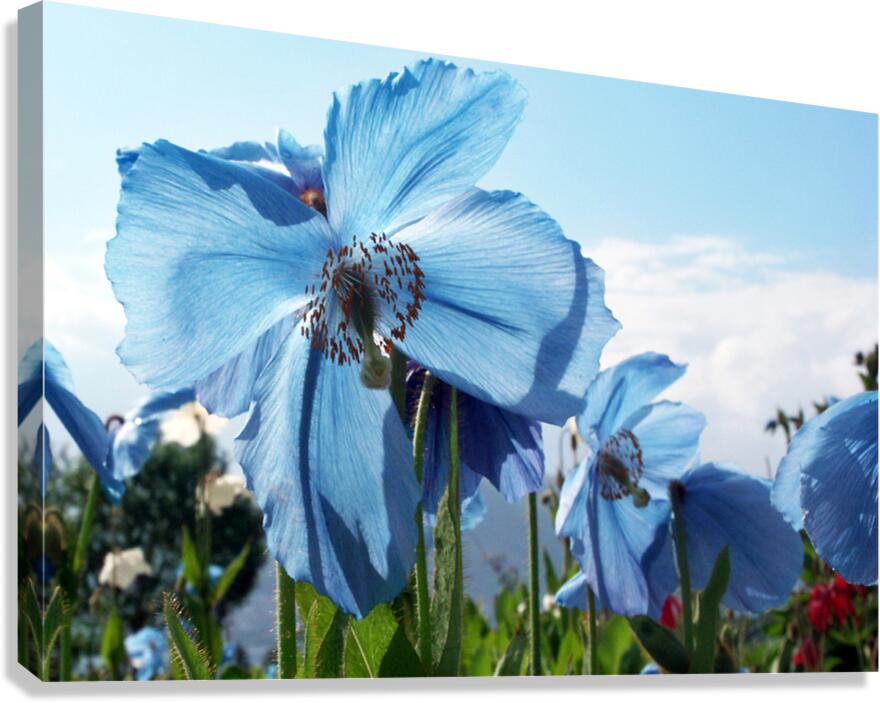 Himalayan Blue Poppy Flowers  Canvas Print