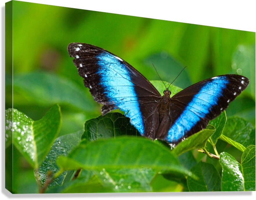 Achilles Blue Morpho Butterfly  Impression sur toile
