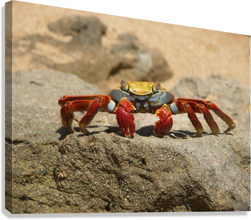 Sally Lightfoot Crab  Impression sur toile