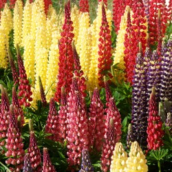 Colorful Lupines