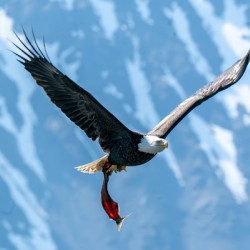 Fishing Bald Eagle