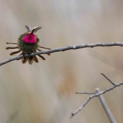 Annas Hummingbird Displays Excitement