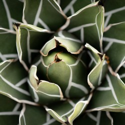 Agave Victoria-reginae Plant