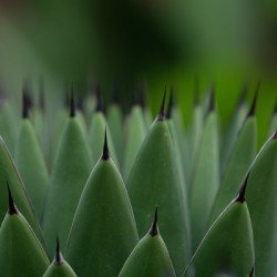 Huachuca Agave Plant