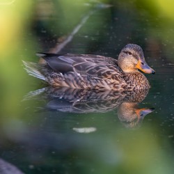 Female Mallard Duck Reflection