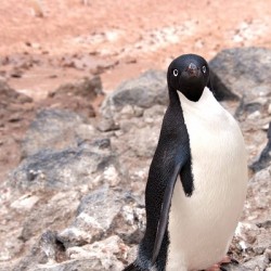Curious Adelie Penguin