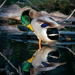 Male Mallard Duck Reflection