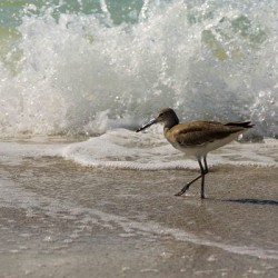 Sandpiper on a Florida Beach