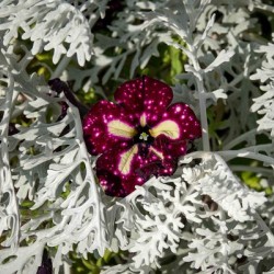 Starry Sky Burgundy Petunia Flower