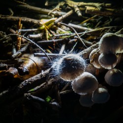 Mycena leptocephala Mushrooms