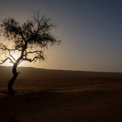 A Lone Tree in the Desert