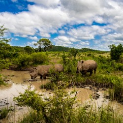 Rhinos at the Hluhluwe–Imfolozi Park
