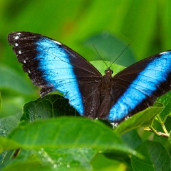 Achilles Blue Morpho Butterfly