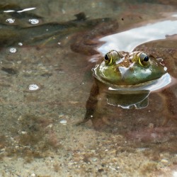 American Bullfrog Taking a Swim