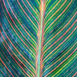 Colorful Calathea Leave