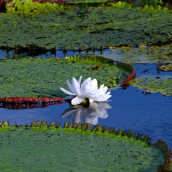 Amazon Water Lilly