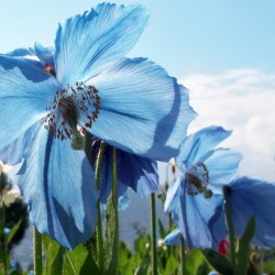 Himalayan Blue Poppy Flowers