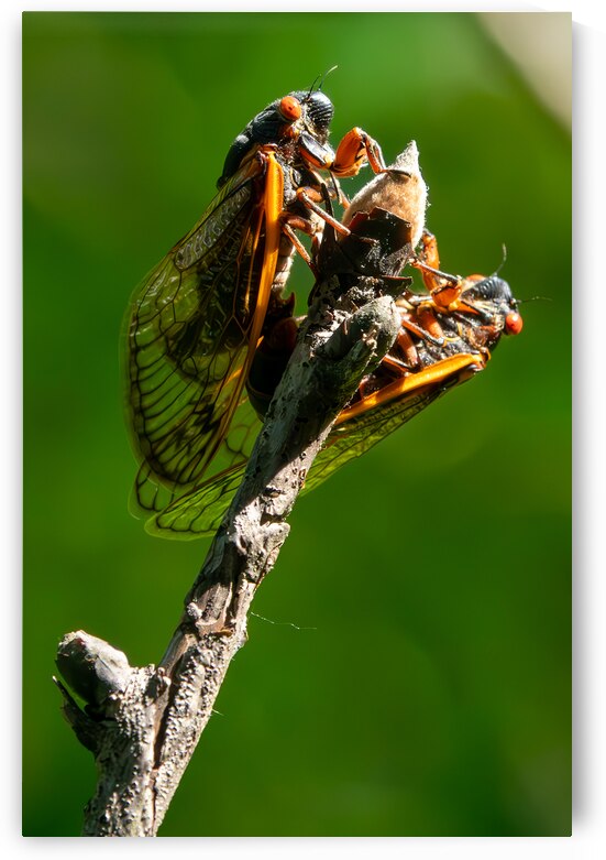 Cicadas by Adel B Korkor
