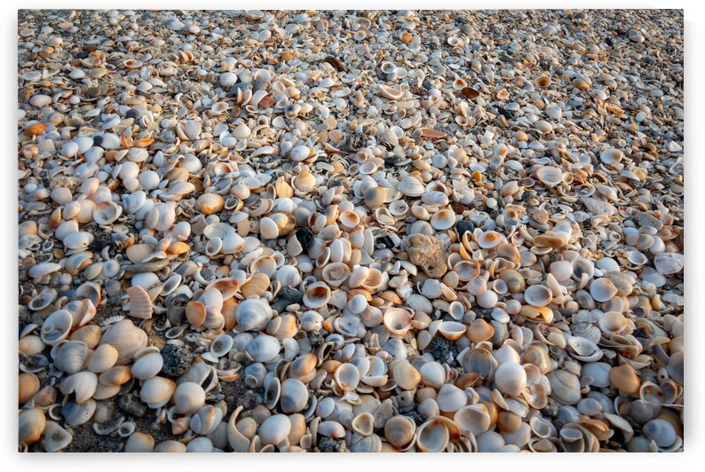 Seashells on the Seashore by Adel B Korkor