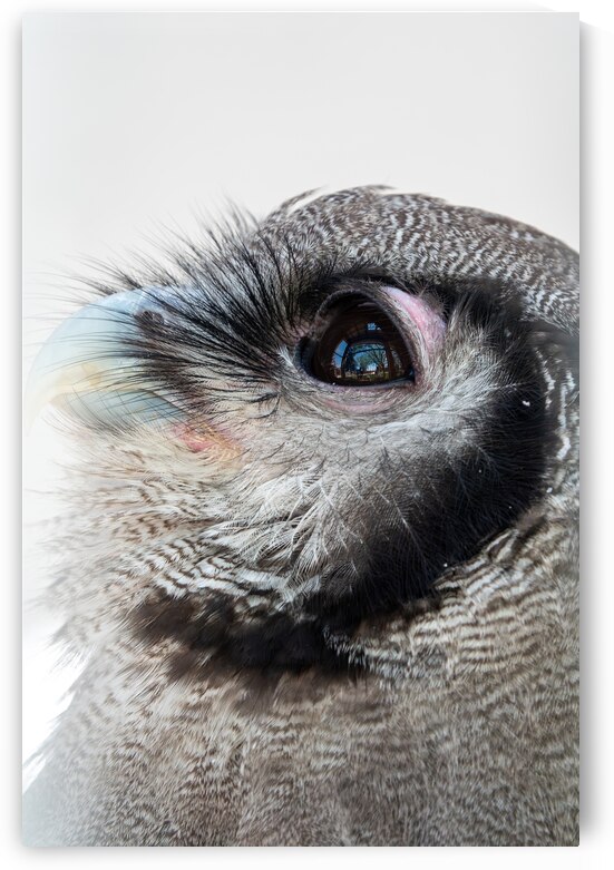 Verreauxs eagle-owl by Adel B Korkor