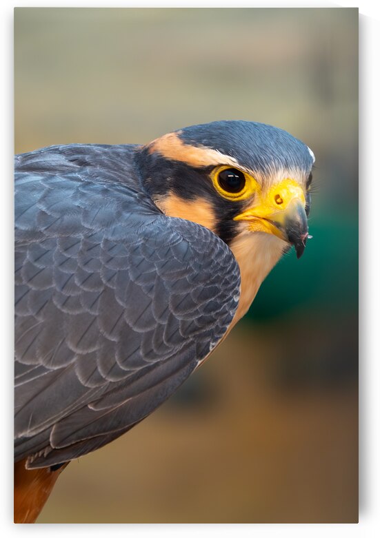 Aplomado Falcon by Adel B Korkor