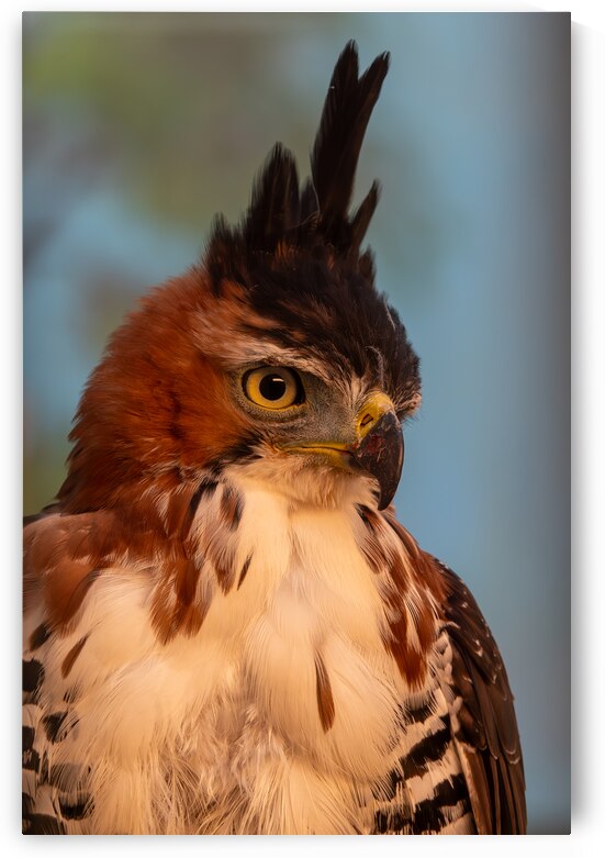 Ornate hawk-eagle by Adel B Korkor