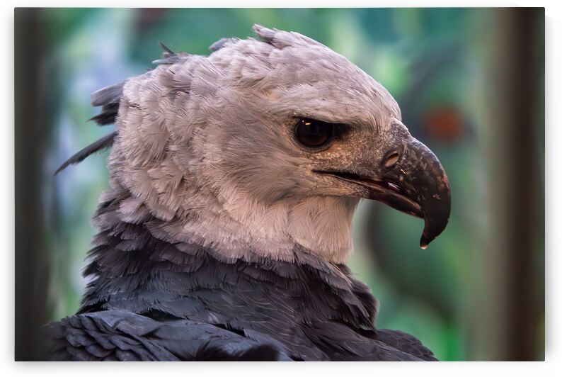 Harpy eagle by Adel B Korkor