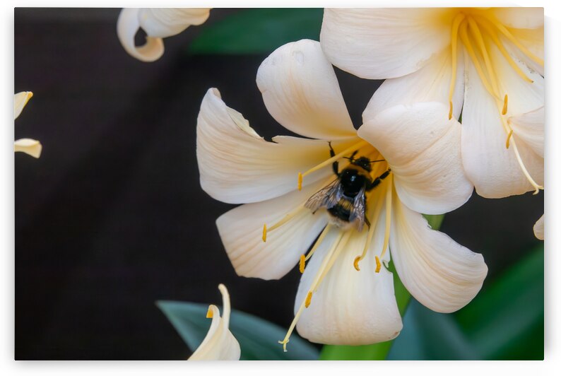 Bumblebee on a Royal lily by Adel B Korkor