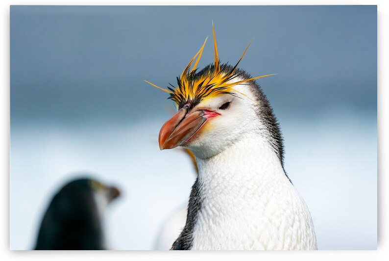 Royal Penguin by Adel B Korkor