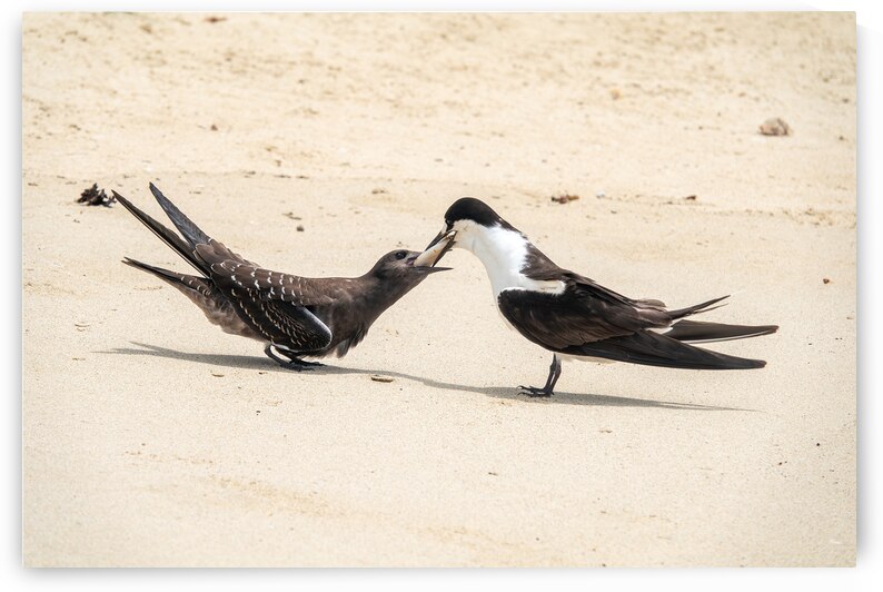 Sooty Tern Couple by Adel B Korkor