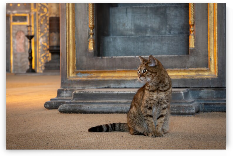 Cat At The Hagia Sophia In Istanbul by Adel B Korkor