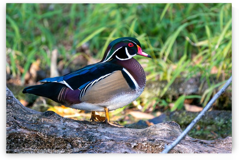 Male Wood Duck by Adel B Korkor