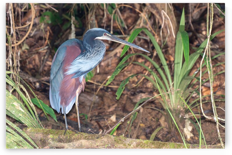 Agami Heron by Adel B Korkor