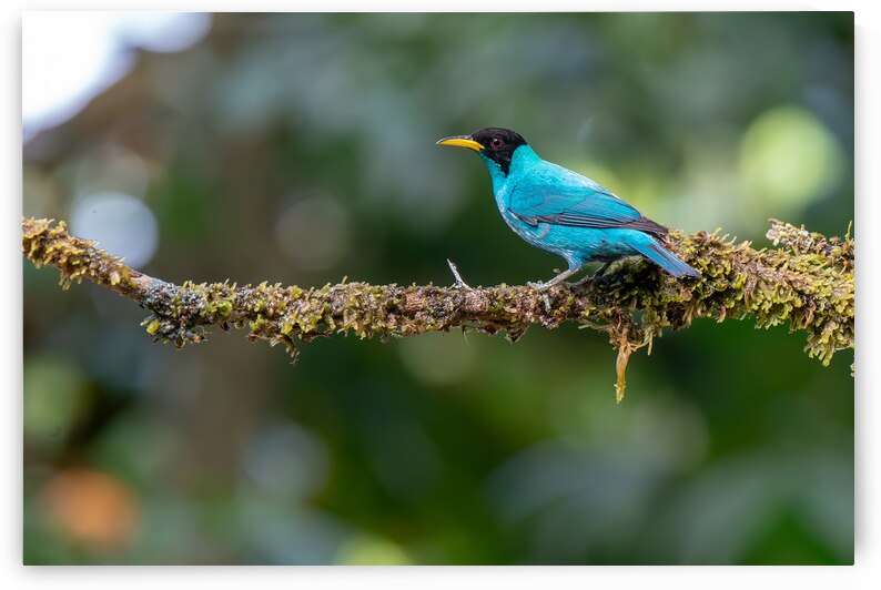 Green Honeycreeper by Adel B Korkor