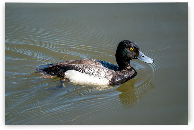 Greater Scaup by Adel B Korkor