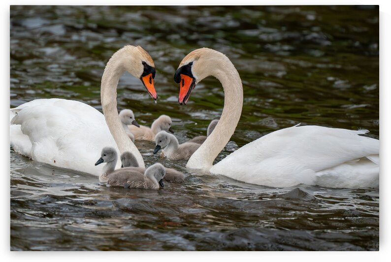 Mute Swans by Adel B Korkor