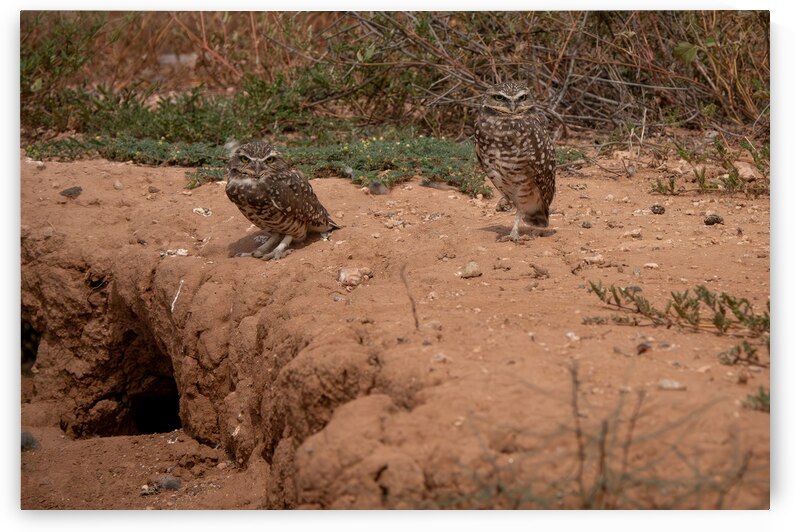 Burrowing Owls by Adel B Korkor