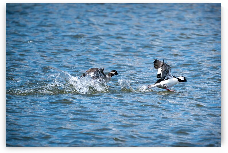 Bufflehead Ducks by Adel B Korkor