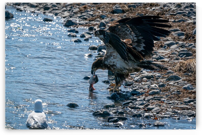 Juvenile Bald Eagle by Adel B Korkor