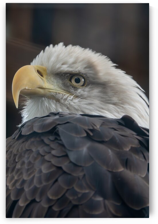 Bald Eagle by Adel B Korkor